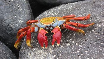 Visitando Bahía Gardner (Isla Española/Galápagos)