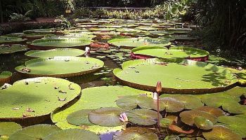 Visitando Belem (Brasil)