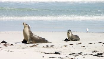 Visitando Isla Canguro (Australia)