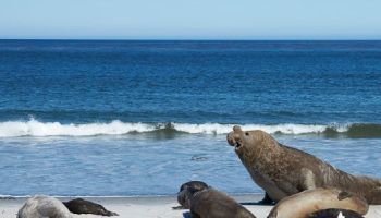 Visitando Isla Elefante (Antártida)