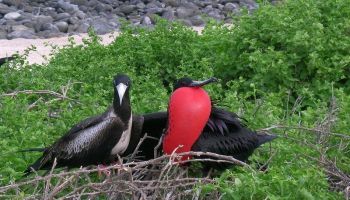 Visitando Isla Seymour Norte (Galápagos/Ecuador)
