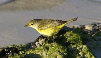 Visitando Las Bachas (Santa Cruz)