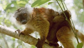 Visitando Nosy Be (Madagascar)