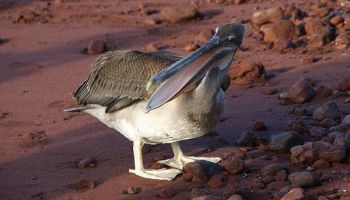 Visitando Punta Suárez (Galápagos/Ecuador)