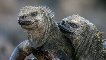 Visitando Punta Vicente Roca (Isla Isabela/Galápagos/Ecuador