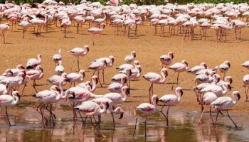 Visitando Walvis Bay (Namibia)