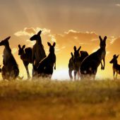 cruceros/australia-y-pacifico/